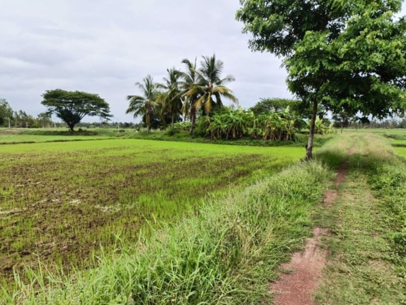 ขายที่นาติดลำห้วยสาธารณะประโยชน์-7ไร่-ติดถนนลาดยาง-มีน้ำไฟฟ้า