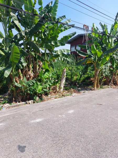 ขายที่ดิน-184ตรวา-แถวปทุมธานี-ซธรรมสุธี14-หน้ากว้างสวย-ติดถนน-ใกล้big-c-เจ้าของขายเอง