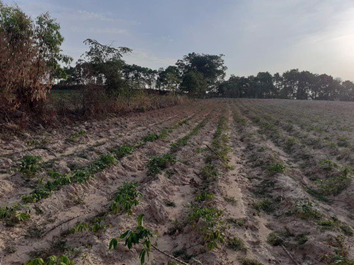 ขายที่ดินสวยเว่อร์ติดถนนมิตรภาพแถวเขาสวนกวาง-กึ่งกลางระหว่างอุดรขอนแก่น-ข้างหลังติดทางรถไฟ-100-ตรว-1