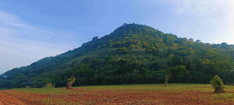 ที่ดิน-ภบท5-อสีคิ้ว-จนครราชสีมา