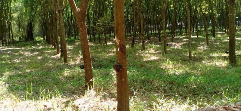 ขายสวนยางและสวนปาล์ม-44-ไร่-3-งาน-35-ตรว