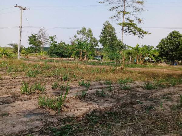 ขายที่ดิน-3-2-22-และอีกแปลง-11ไร่-ในกาฬสินธ์-ติดโรงงานน้ำตาลมิตรผลกาฬสินธ์-อยู่ติดถนนใหญ่-4-เลน