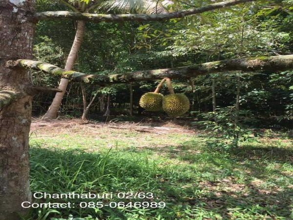 ขายสวนทุเรียน-พร้อมให้ผลผลิต-7-ไร่-2งาน-ท่าใหม่-จจันทบุรี-ติดน้ำ-มีบึง-และบ้านพัก-1-หลัง