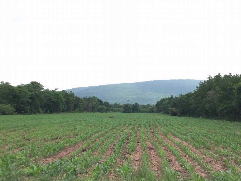 ขายที่ดิน-24-3-41-ไร่-ที่ดินแปลงสวยมาก-ใกล้วิทยาลัยเกษตรและเทคโนโลยีลพบุรี