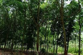 ขายที่สวนยางพารา13ไร่กว่า-ติดคลองเทพา-ที่เหมาะแก่การดูดทราย