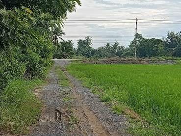 ขายที่ดิน-3-ไร่-ขายยกแปลง-ราคา-3900000-รวมค่าโอนและภาษี-เจ้าของขายเอง-เป็นที่นา-กว้าง-60-ลึก-80