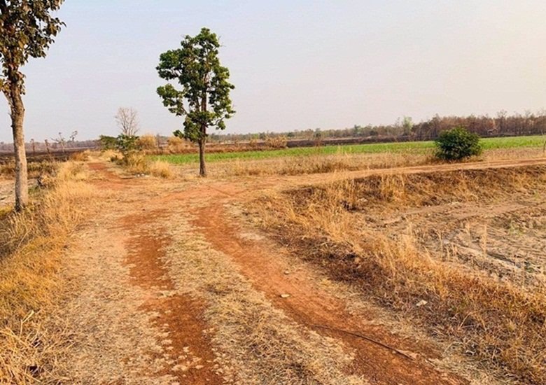 ขายด่วน-ที่ดินที่นา-ราคาพิเศษ-บ้านทุ่งปลากัด-อำเภอสว่างแดนดิน-จังหวัดสกลนคร