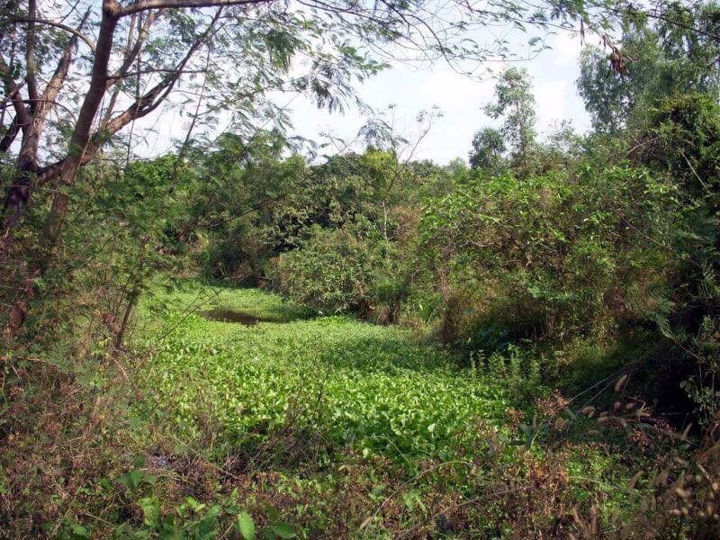 ให้เช่าที่ดิน-2-ไร่-พระพุทธฉาย-ใกล้ถนน-มิตรภาพ-ตหนองปลาไหล-อเมืองสระบุรี