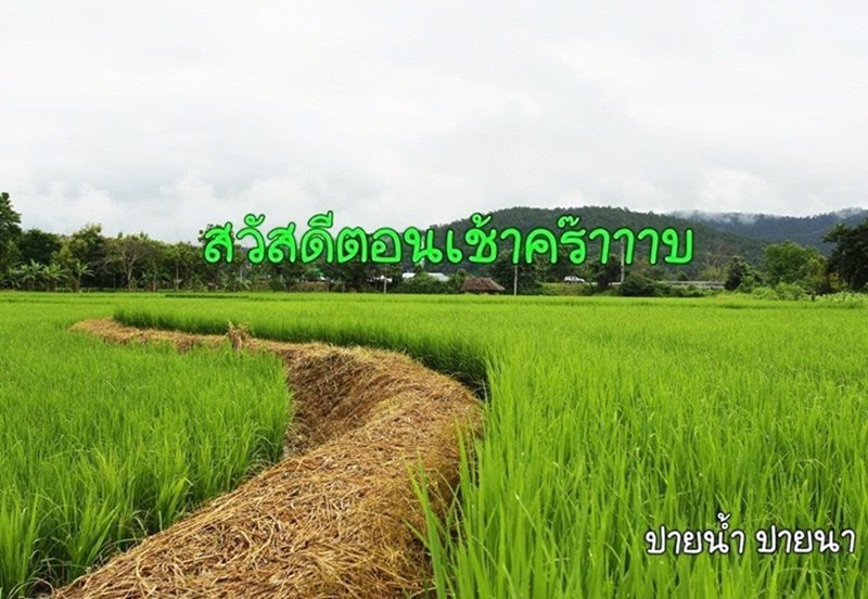 ขายที่ดิน-12-ไร่-ติดแม่น้ำปาย-ติดภูเขา-วิวสวย-อำเภอเมืองแม่ฮ่องสอน