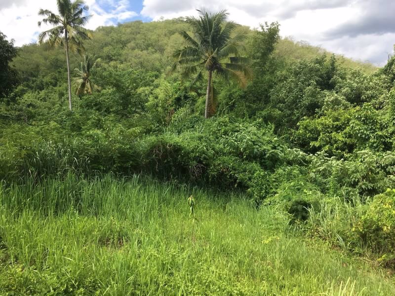 ให้เช่าที่ดิน-ใกล้น้ำตก-342-ตรวา-อปากช่อง-โคราช