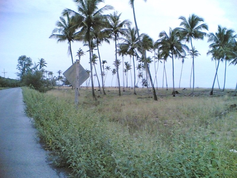 ขายที่ดินติดทะเล-หาดตะโละกะโปร์-24ไร่-แหลมโพธิ์-อยะหริ่ง-ปัตตานี