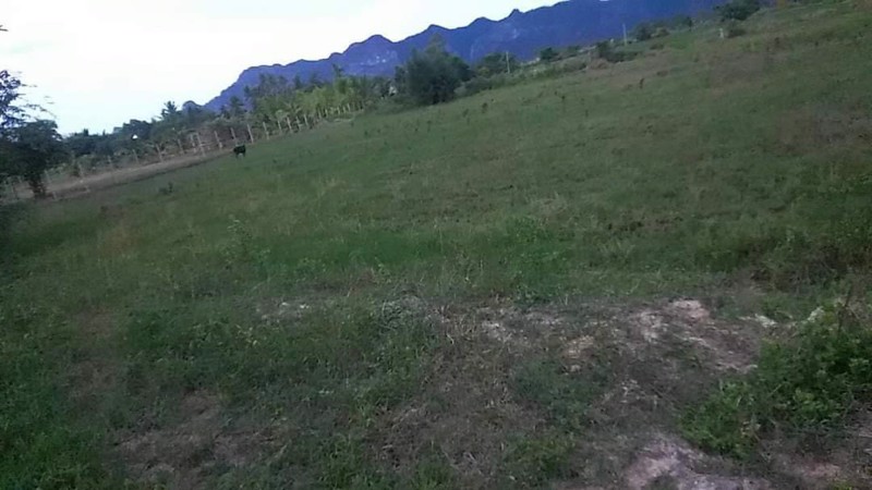 ขายที่ดินใกล้โรงเรียนวัดตาลเจ็ดยอด-เนื้อที่-3ไร่598ตรว-ติดถนนลาดยาง