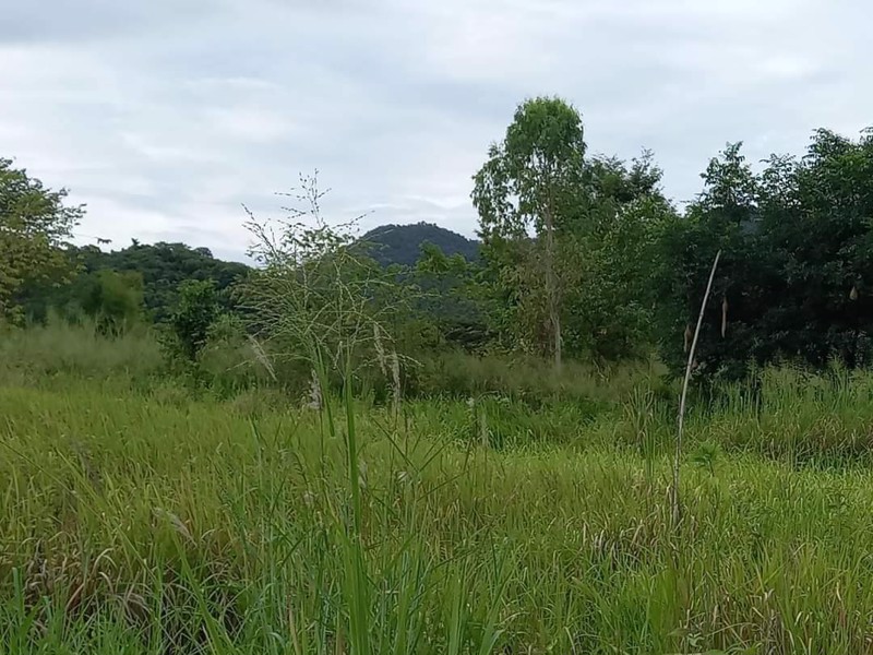 ขายที่ดิน-ตำบลหนองพลับ-หน้าติดถนน