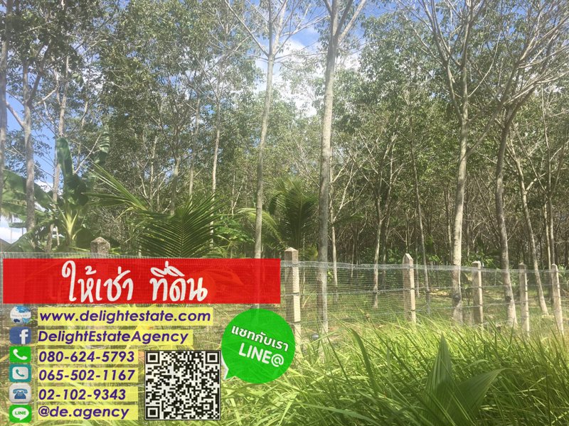 ให้เช่าที่ดินเปล่า-สวนยาง-6-ไร่-ตไม้ขาว-อถลาง-จภูเก็ต