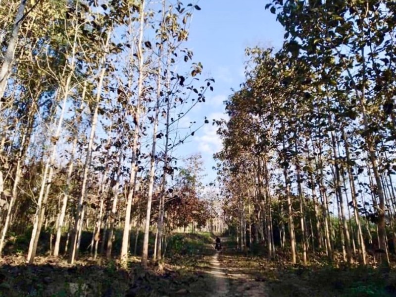 ขายด่วน-ที่ดินเมืองน่าน-ที่ดินแปลงสวย-พื้นที่รวม-18-ไร่-3-งาน-56-ตารางวา