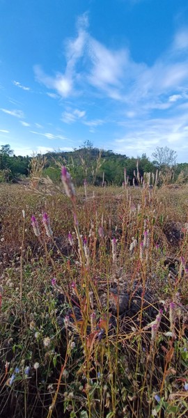 pre-sale-วิวเขา-100-ตรว-พิเศษ-59999o