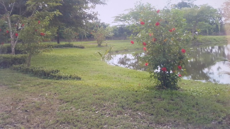 ขายที่ดิน 17-0-08 ไร่ ติดถนนจันทบุรี-สระแก้ว อ.เขาฉกรรจ์ ใกล้วัดหนองกระทุ่ม