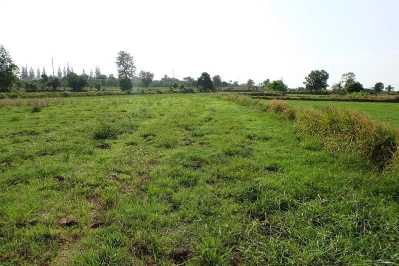 ขายที่ดิน-7ไร่-1งาน-44ตรว-อปักธงชัย-จนครราชสีมา-ห่างจากถนนหมายเลข-24-โชคชัย-เดชอุดม-300-เมตร