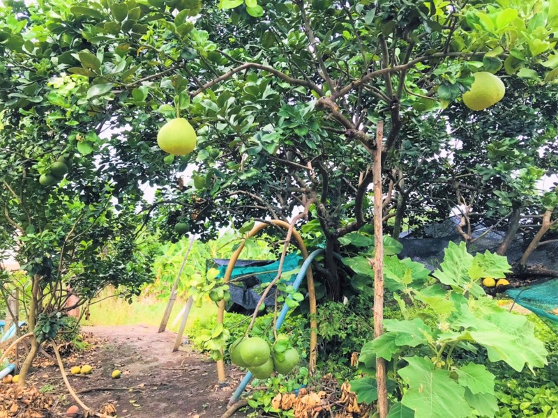 ขายที่ดิน-2-ไร่-ถนนนครอินทร์-ถนนราชพฤกษ์-ถนนพระราม-5-ถนนสวนผัก-บางกรวย-นนทบุรี