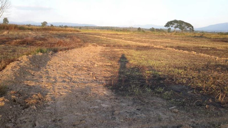 ขายที่ดินนา-อำเภอร้องกวาง-จังหวัดแพร่