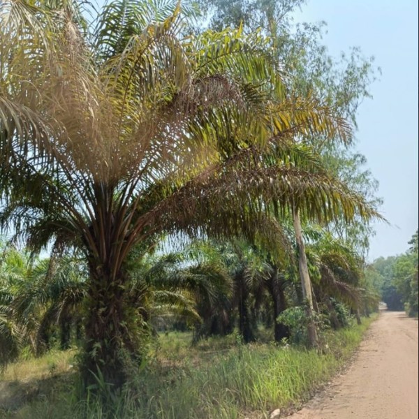 ขายสวนปาล์มและสวนยาง-44ไร่-ในเมือง-จบึงกาฬ
