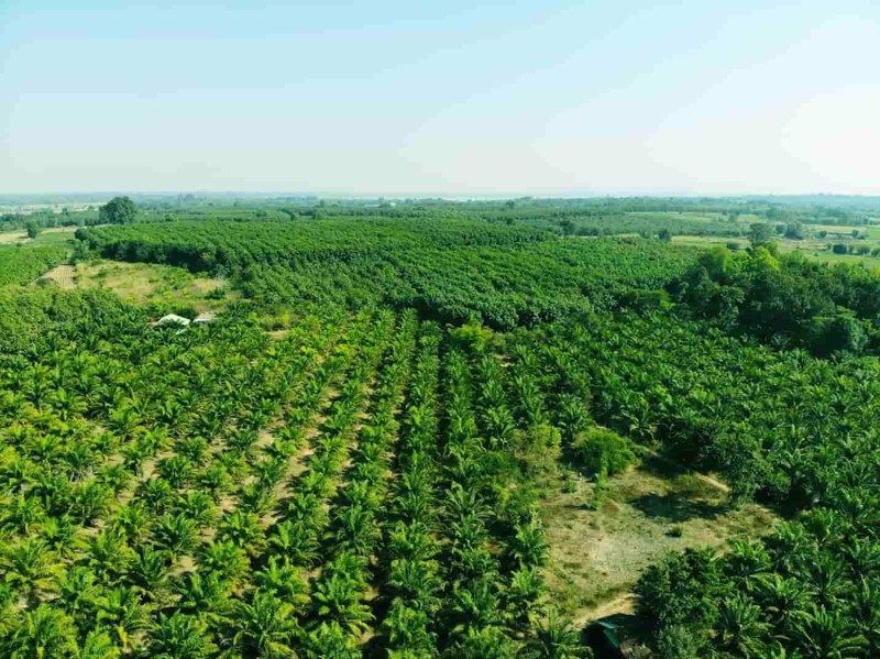 บ้านสวนบรรยากาศดี-พร้อมสวนปาล์มเต็มพื้นที่-โฉนด-50-ไร่