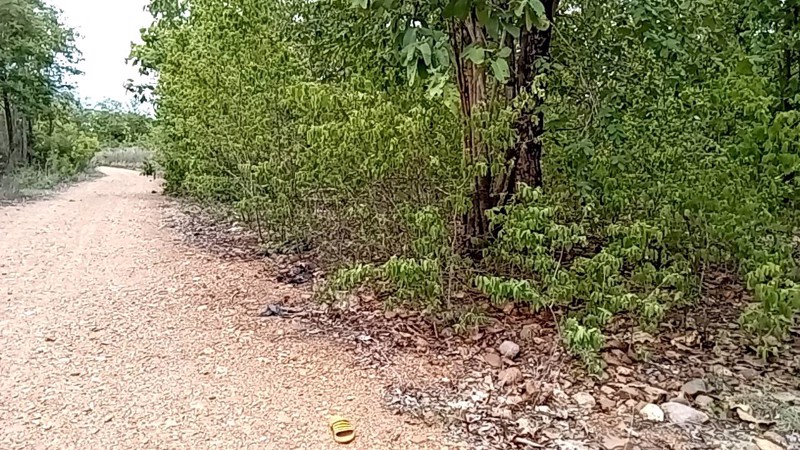 ขายที่ดินติดถนนทางหลวงแผ่นดินเลียบน้ำวัง-หน้ากว้าง-9ไร่-1งาน