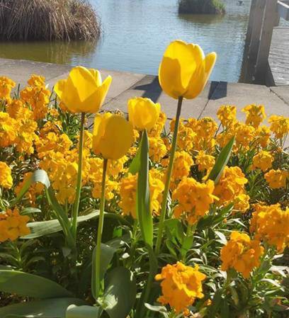 sell-house-not-lonely-and-not-far-from-maejo-university-2-3-km-and-a-large-sansai-hospital-great