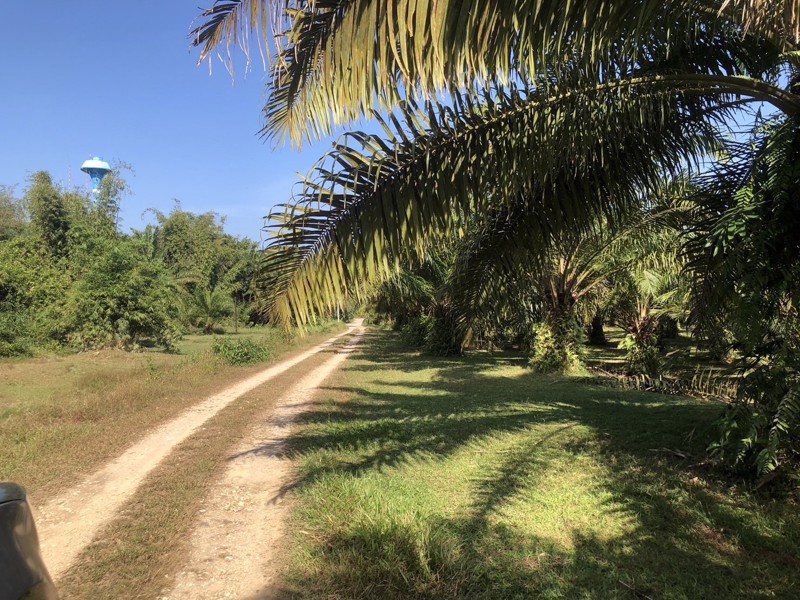 ที่สวย-ปลูกต้นปาล์มไว้แล้วจำนวน650-ต้น-เก็บผลผลิตไดัเลย-เกลี่ยที่ไว้สวยงาม