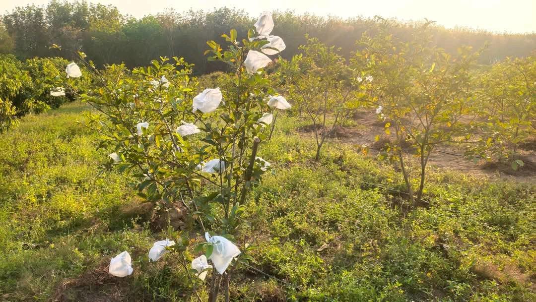 ขายที่ดิน-8-ไร่-3-งาน-มีโฉนด-ตภูหอ-อภูหลวง-ติดถนน-เจ้าของขายเอง