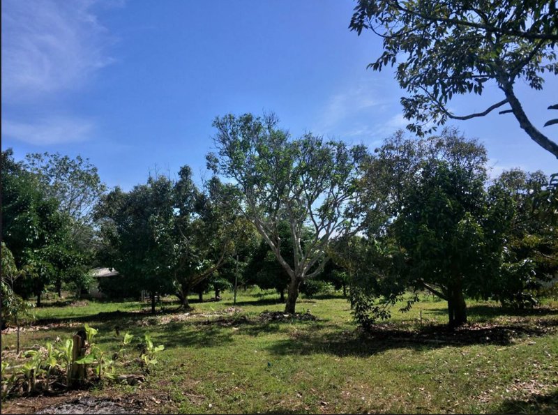 ที่ดินสวนผลไม้-พร้อมบ้าน-เนื้อที่-8-ไร่-อนายายอาม-จันทบุรี