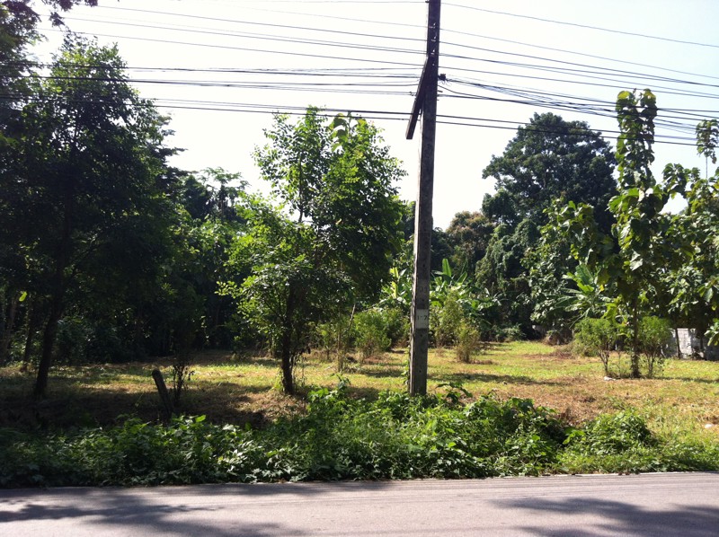 ที่ดินเปล่า-3-งาน-31-ตรว-ติดถนน-มีน้ำประปา-ไฟฟ้า-ห่างเมือง-5-กิโลเมตร