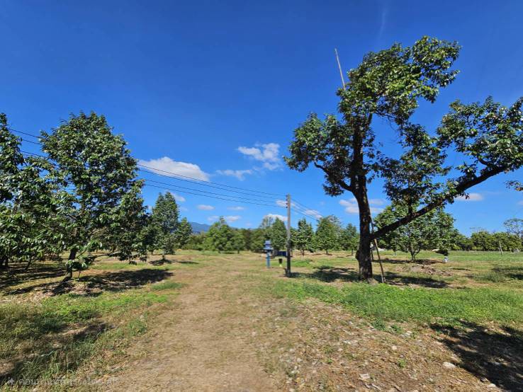 ขายสวนผลไม้-อำเภอขลุง-จันทบุรี-พร้อมให้ผลผลิต