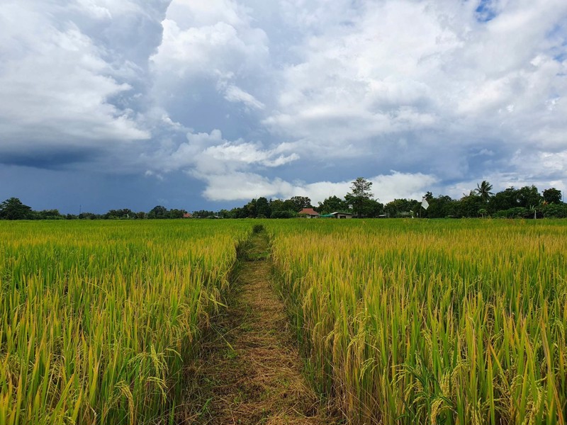 ประกาศขายที่นา-ตำบลแม่โป่ง-อำเภอดอยสะเก็ด-เจ้าของขายเอง