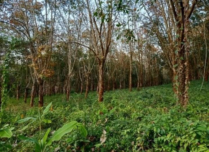 ขายที่ดินสวย-เหมาะทำการเกษตร-สร้างรีสอร์ท-ขุดดินขาย-อสอยดาว-จจันทบุรี