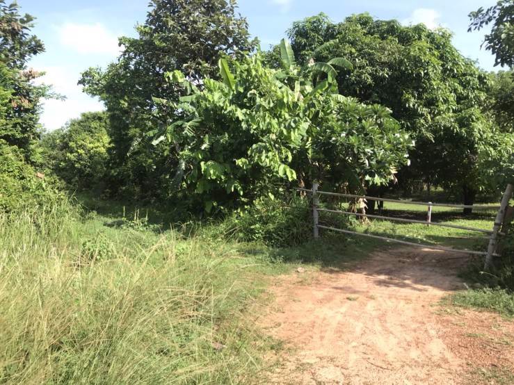 ขายที่ดินพร้อมสวนยาง-ติดถนนสี่เลน-เจ้าของขายเอง-ตโพนทราย-อเมือง-จมุกดาหาร