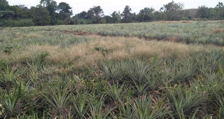 ที่ดินมีโฉนด-ติดถนนสี่เลน-ใกล้แม่น้ำโขง-แหล่งท่องเที่ยว-อศรีเชียงใหม่-จหนองคาย