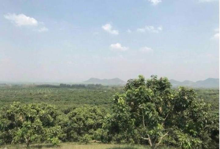 ที่ดินสวนลำไยพร้อมบ้านพักบ่อน้ำ-เก็บผลผลิตได้ทุกปี-อสอยดาว-จจันทบุรี