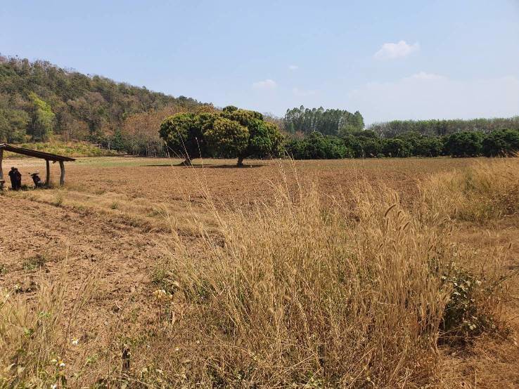 ขายที่ดินผืนสวย-ยกแปลง-เจ้าของขายเอง-อพญาเม็งราย-จเชียงราย