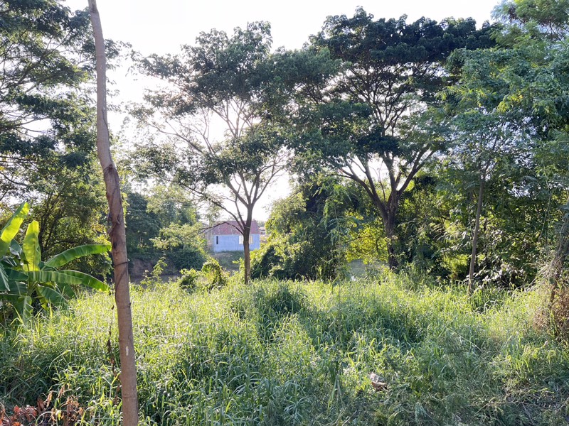 ขายด่วน-ขายที่ดินสวย-2-2-20-ไร่-ติดแม่น้ำท่าจีน-หน้าติดถนนลาดยาง-อหันคา-จชัยนาท