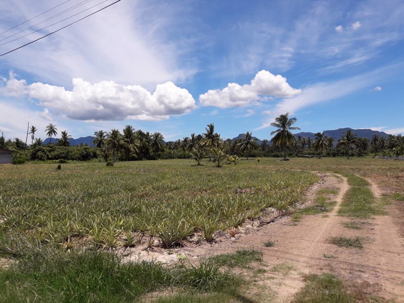 ขายที่ดิน-15-ไร่-ติดถนนเพชรเกษม-ตำบลไร่ใหม่-ประจวบคีรีขันธ์