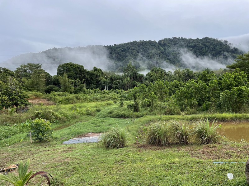 ขายที่ดินเป็นสวนผสม-เน้นปลูกทุเรียนพันธุ์สาลิกา-มีปลูกไว้แล้ว-เกือบ-100-ต้น