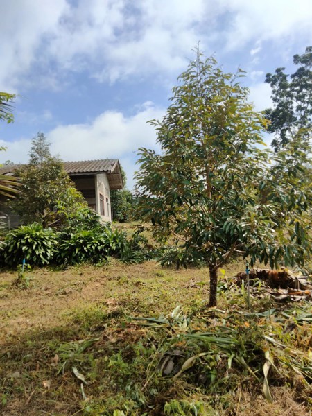 ขายที่ดิน-เนื้อที่-3-ไร่-ตทุ่งเบญจา-อท่าใหม่-จจันทบุรี