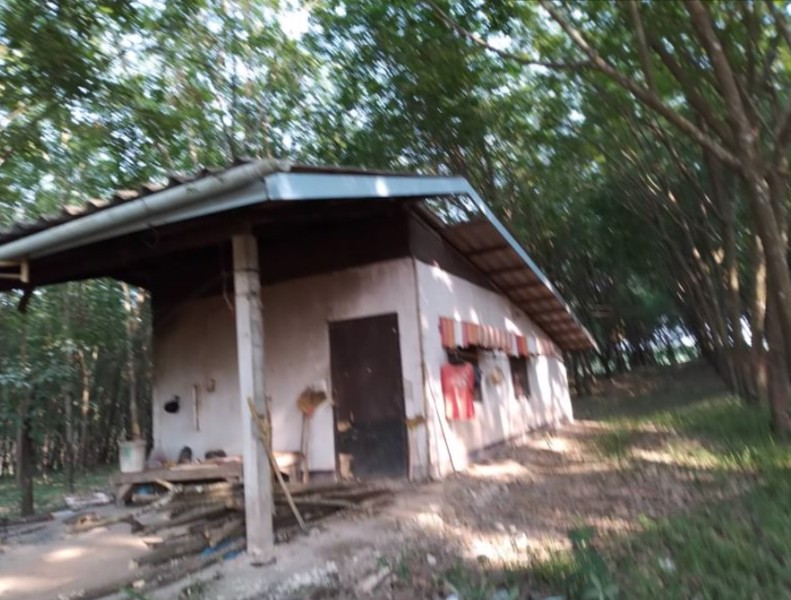 ขายบ้านพร้อมสวนยาง10ไร่-ราคาไร่ละ250000บาท