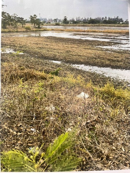 ขายด่วน-ที่ดินเปล่าขนาด-200-ตรว-ทำเลดี