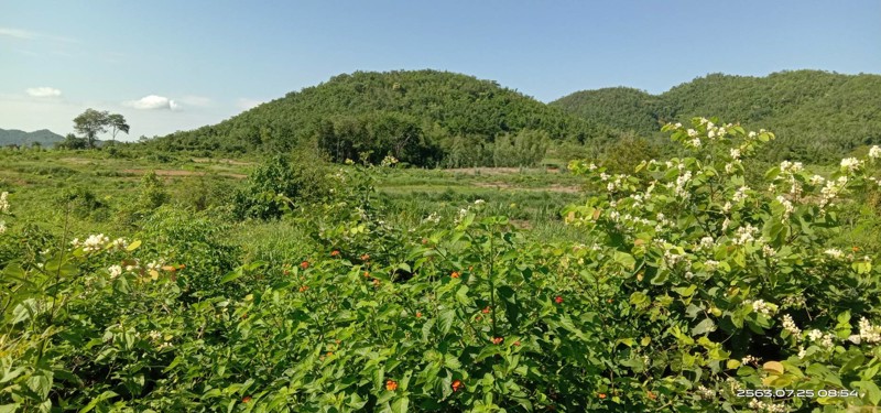 ขายสวน-พร้อมเก็บผลผลิต-19-ไร่-โฉนด-ฟรี-5ไร่-ติดเขา-ฟรีบ้านพัก