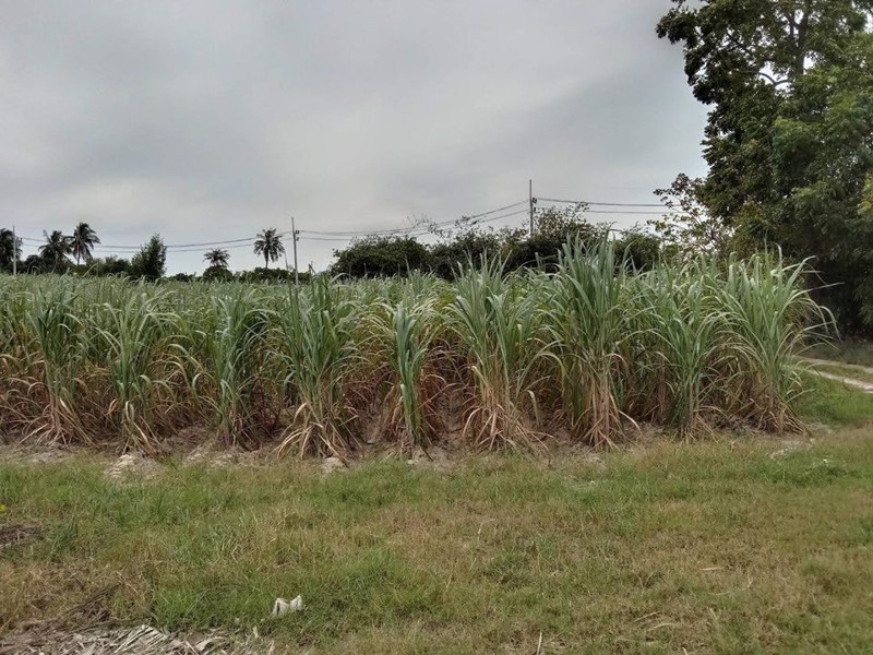 ขายที่ดินชลบุรีใกล้ตลาดหนองมน