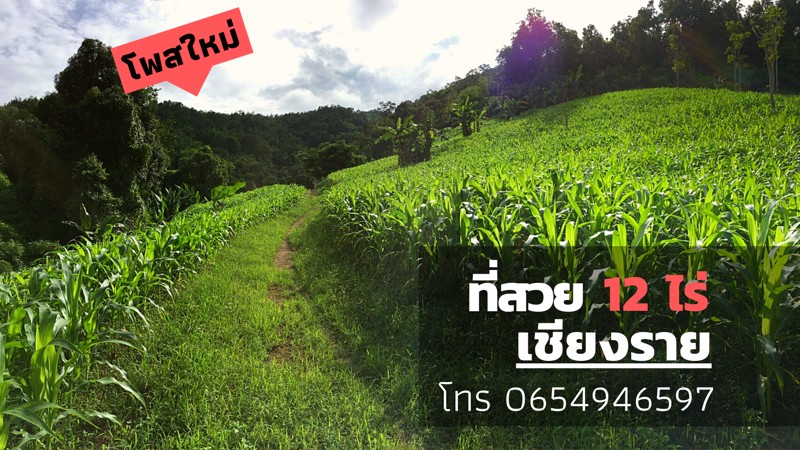 ที่สวย-12-ไร่-2-งาน-เชียงราย-เจ้าของขายเอง-โฮมสเตย์-ท่องเที่ยว-ไร่-สวน