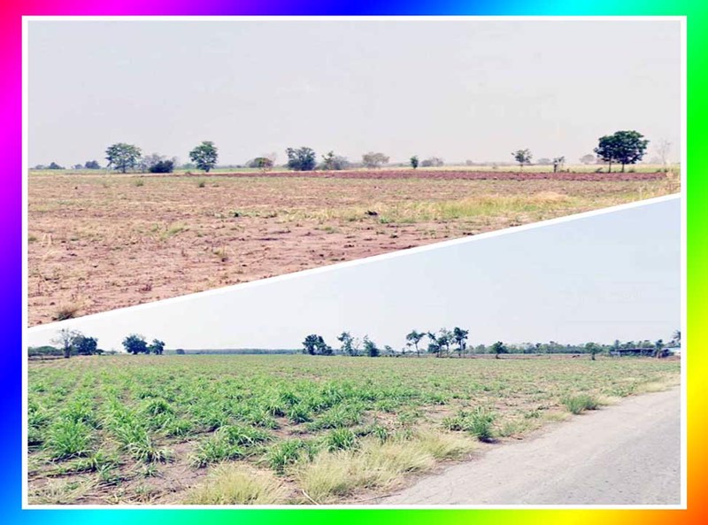 ขายที่ดินทำฟาร์มกว่า-100-ไร่-พุขาม-วิเชียรบุรี-เพชรบูรณ์-เหมาะทำฟาร์มหมู-เหมาะซื้อเก็งกำไร