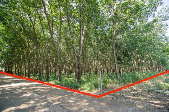 ขาย-ที่ดิน-สวนยาง-ตโซ่-โซ่พิสัย-บึงกาฬ-10-ไร่